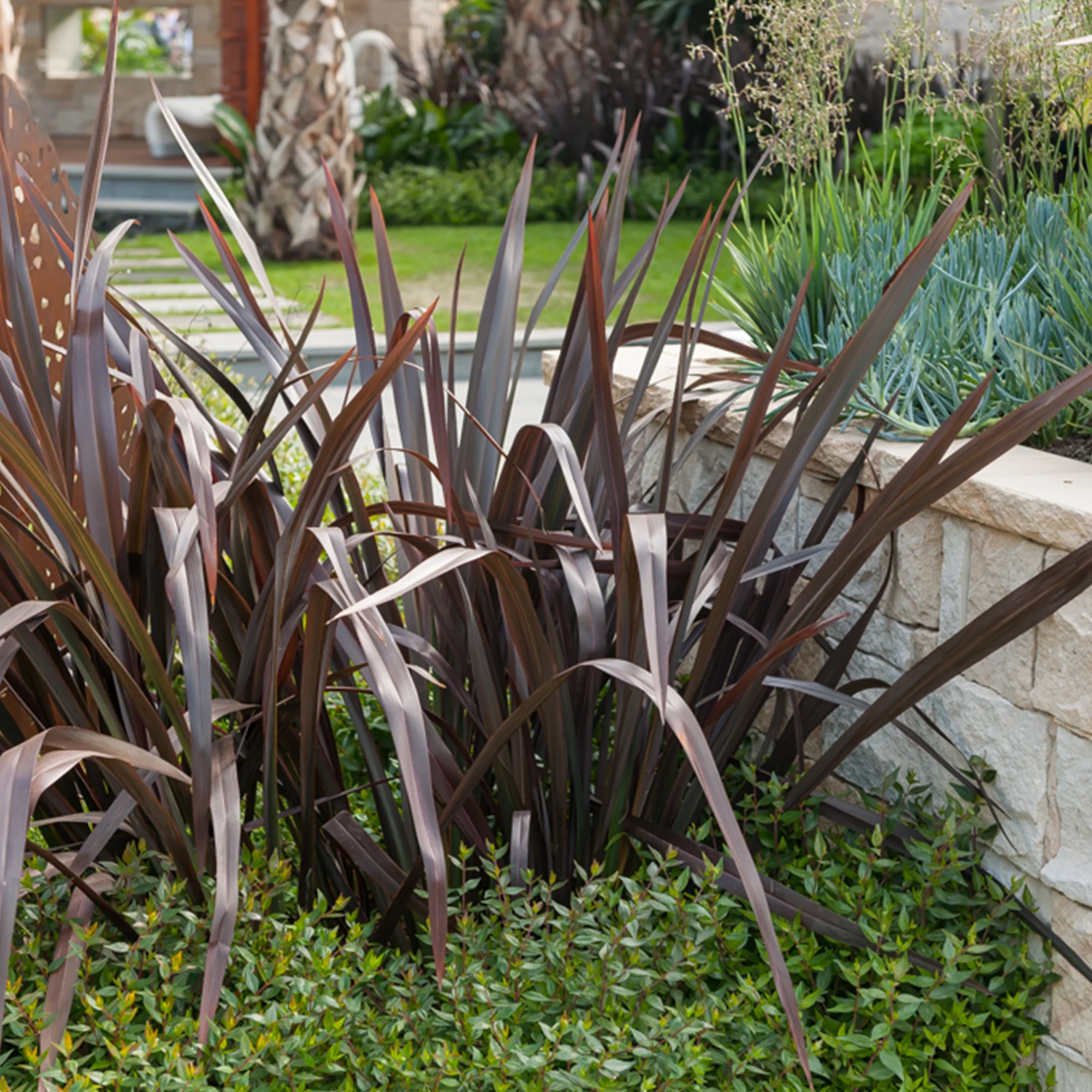 Phormium Black Adder ® - Lin de Nouvelle-Zélande - Image 3