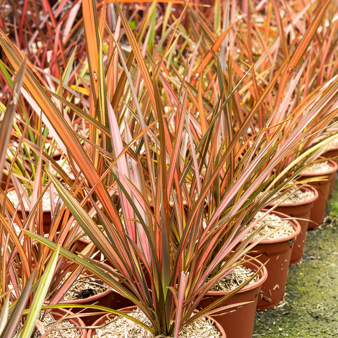 Phormium Flamingo - Lin de Nouvelle-Zélande
