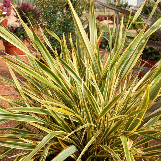 Phormium Golden Ray - Lin de Nouvelle-Zélande