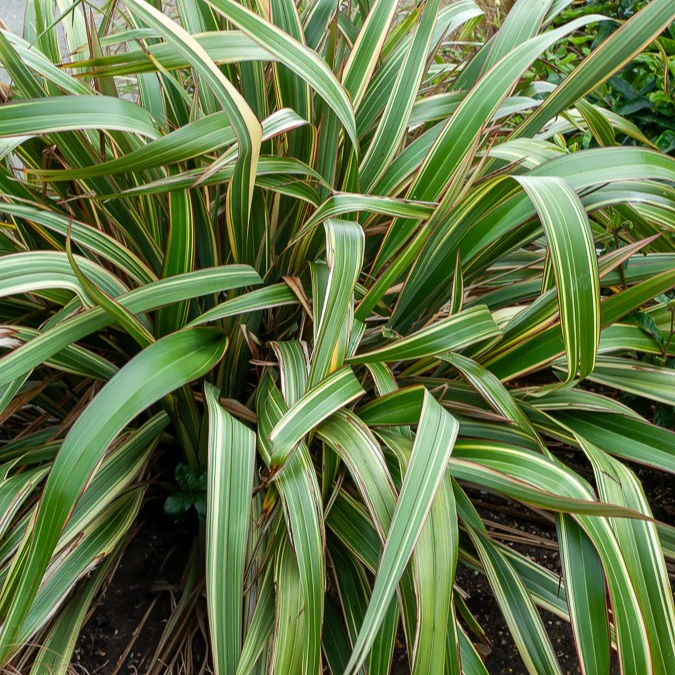 Phormium Tricolor - Lin de Nouvelle-Zélande