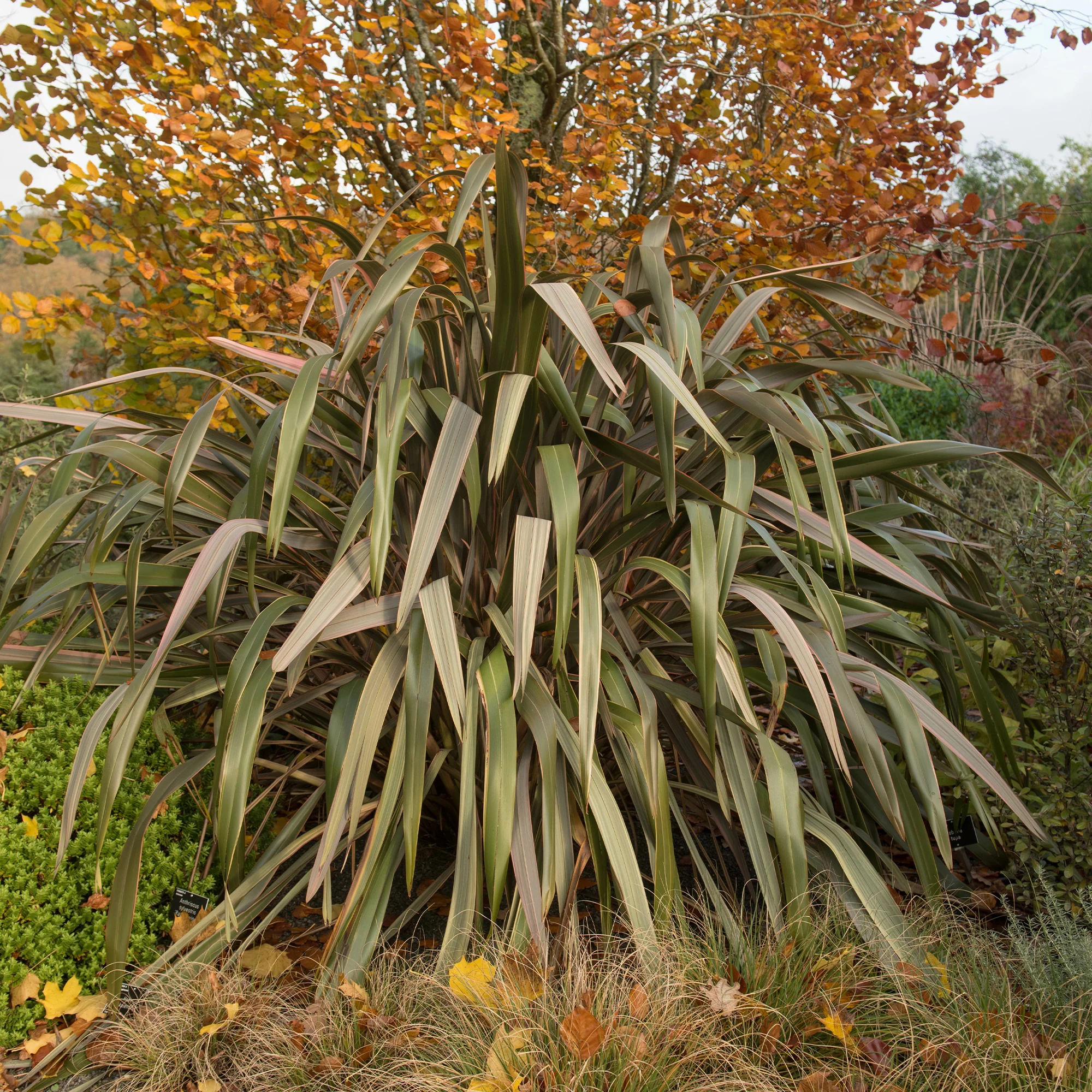 Phormium Sundowner - Lin de Nouvelle-Zélande