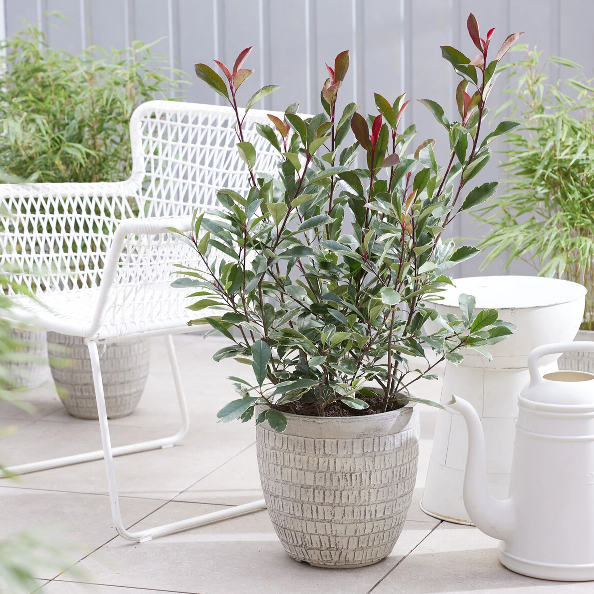 Photinia fraseri Louise - Image 2