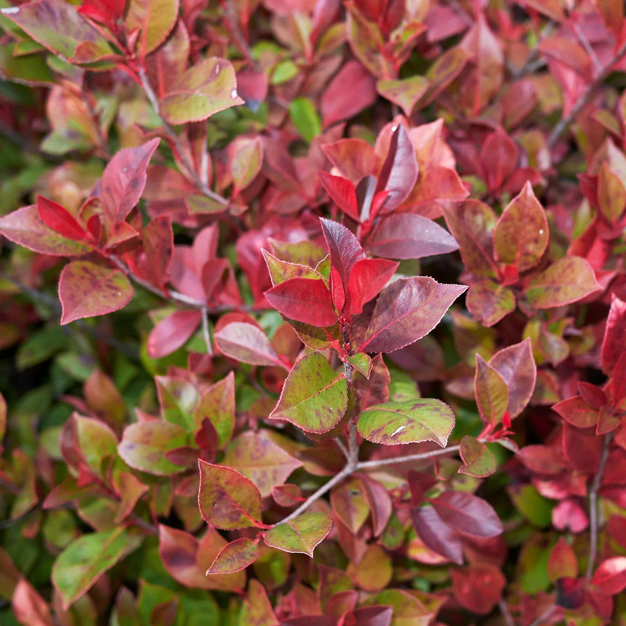 Photinia Little Red Robin