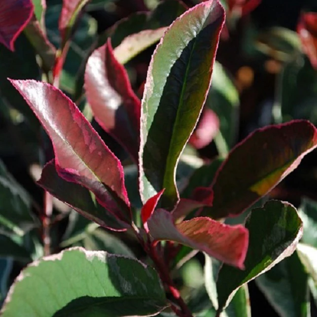 Photinia 'Pink Marble' - Image 3