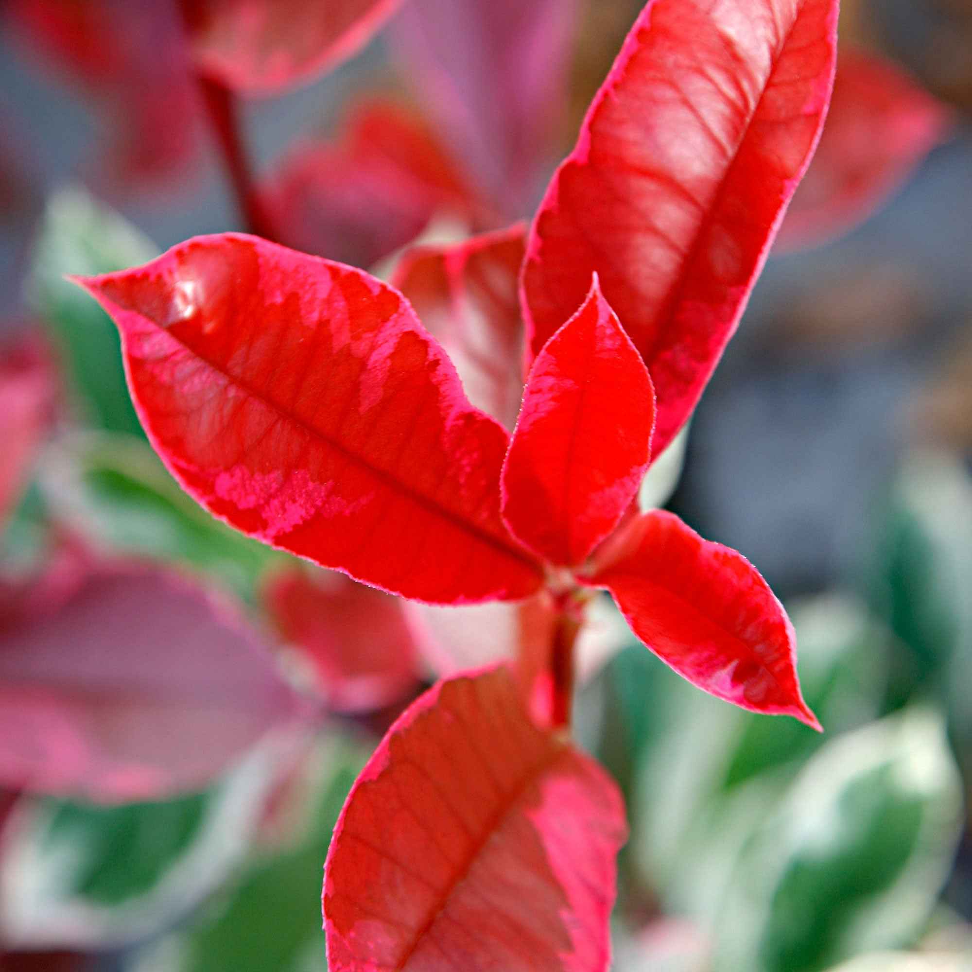 Photinia 'Pink Marble' - Image 4