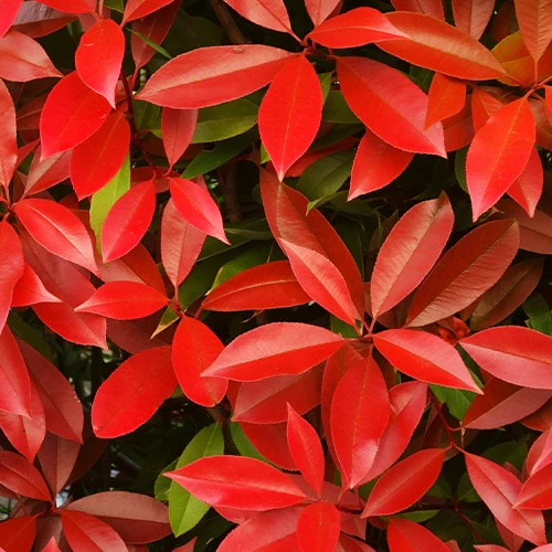 Photinia 'Red Robin' - Image 3