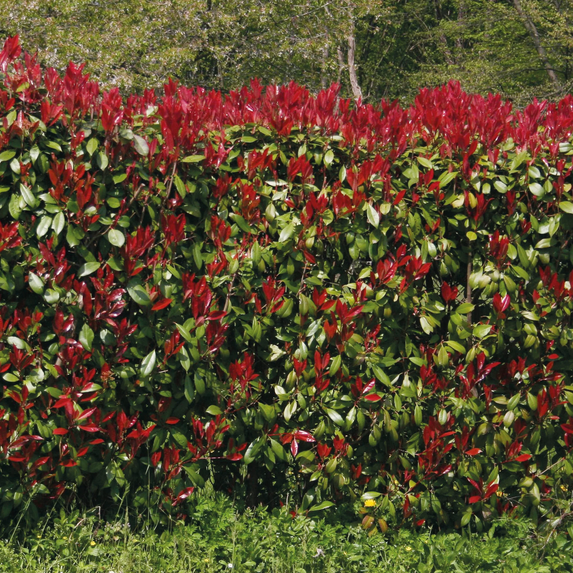 Haie de 3 Photinias Red Robin - Image 3