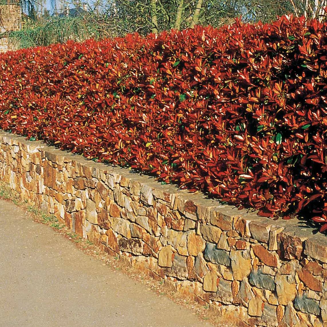 Haie de 3 Photinias Red Robin - Image 4