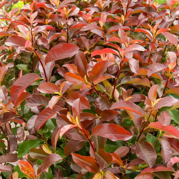 Photinia fraseri Camilvy - Image 2