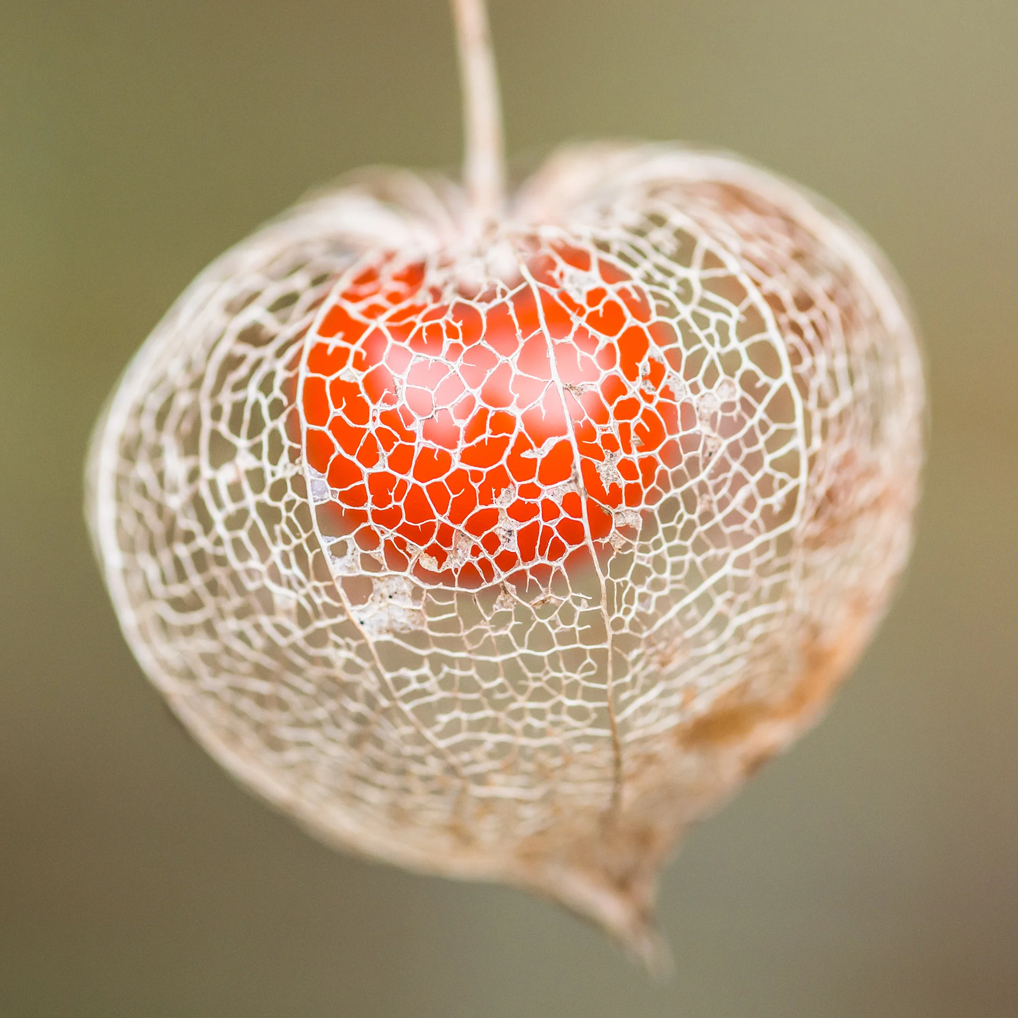 Physalis franchetii - Amour en cage - Image 7