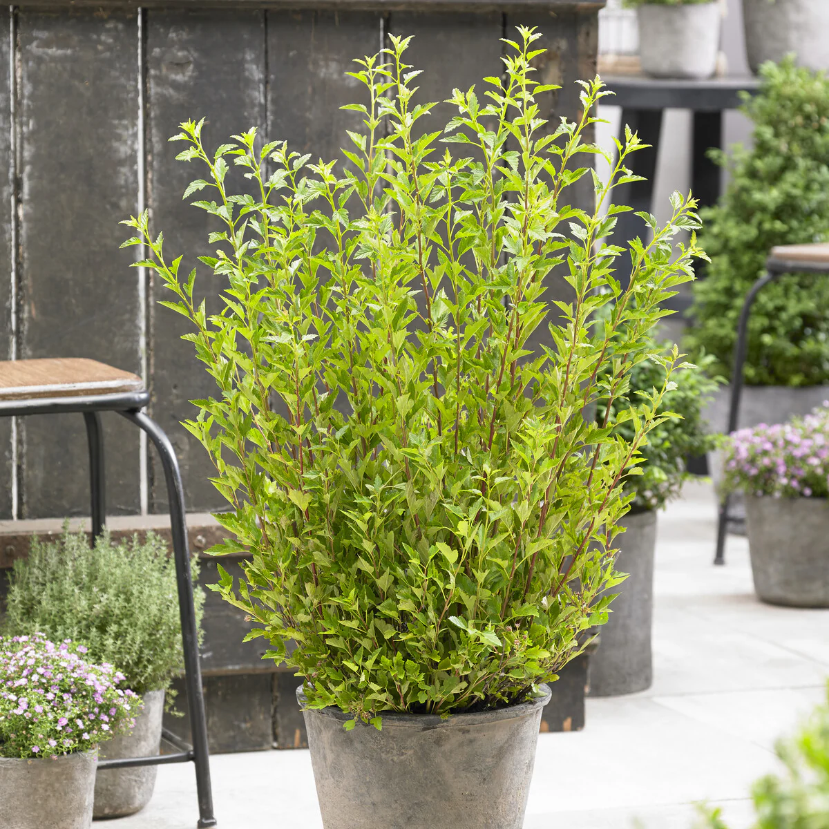 Physocarpe Little Greeny®