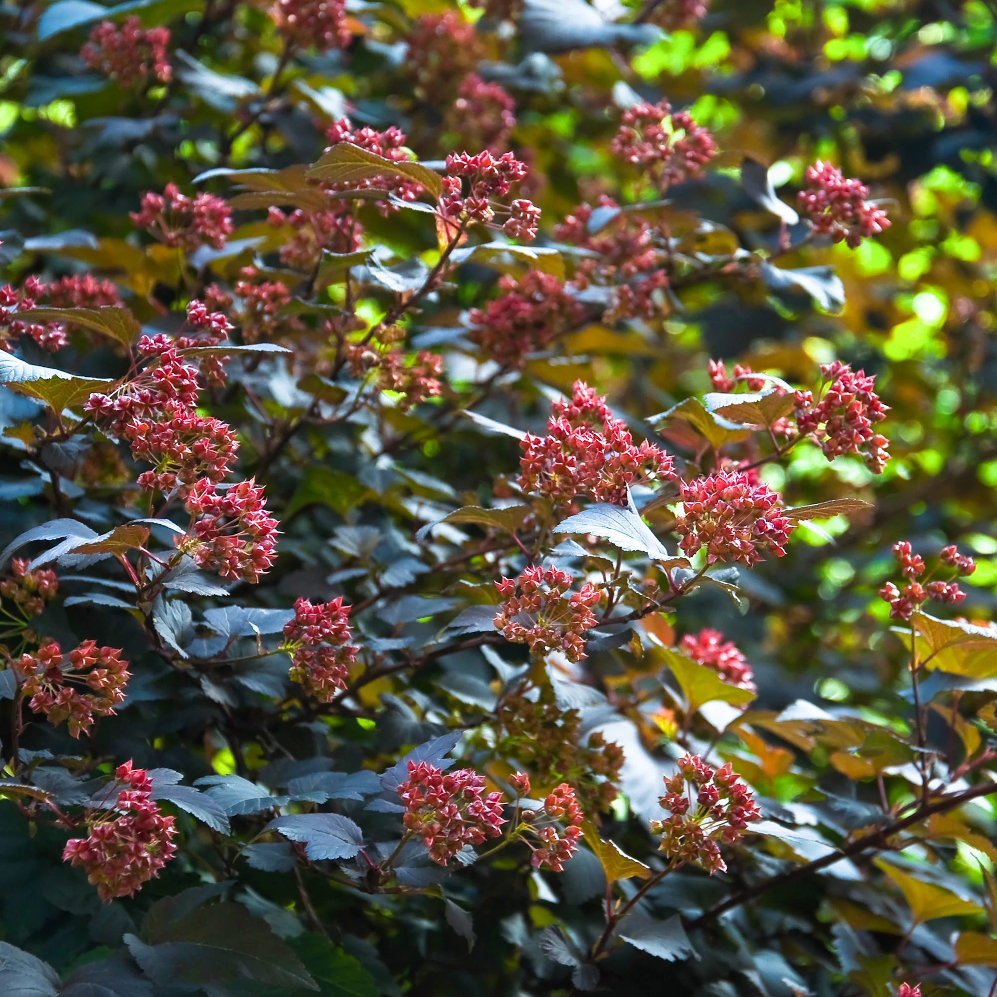 Physocarpe Red Baron - Image 3