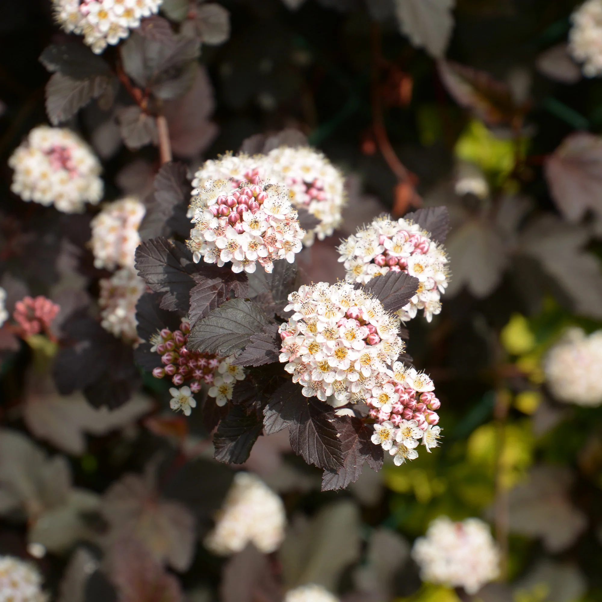 Physocarpe Red Baron - Image 5