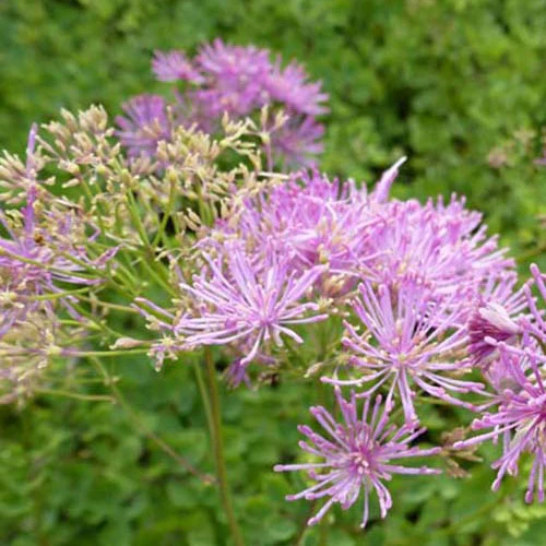 Pigamon à feuilles d'ancolie Thundercloud