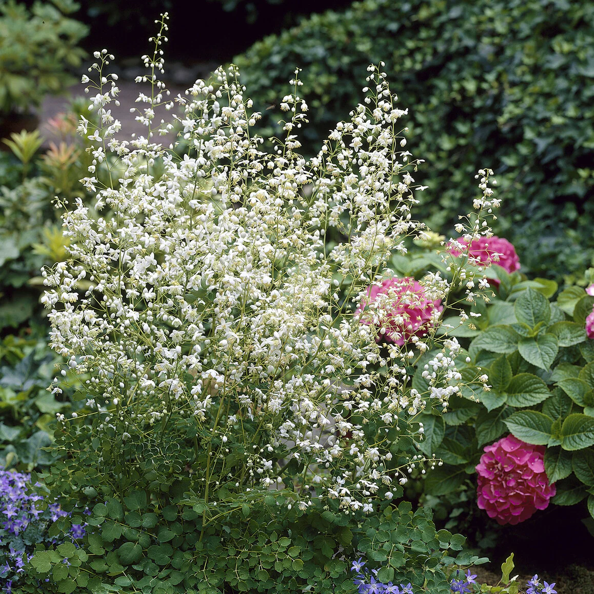 Pigamon Delavayi blanc - Image 3