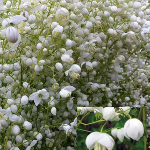 Pigamon Delavayi Splendide White