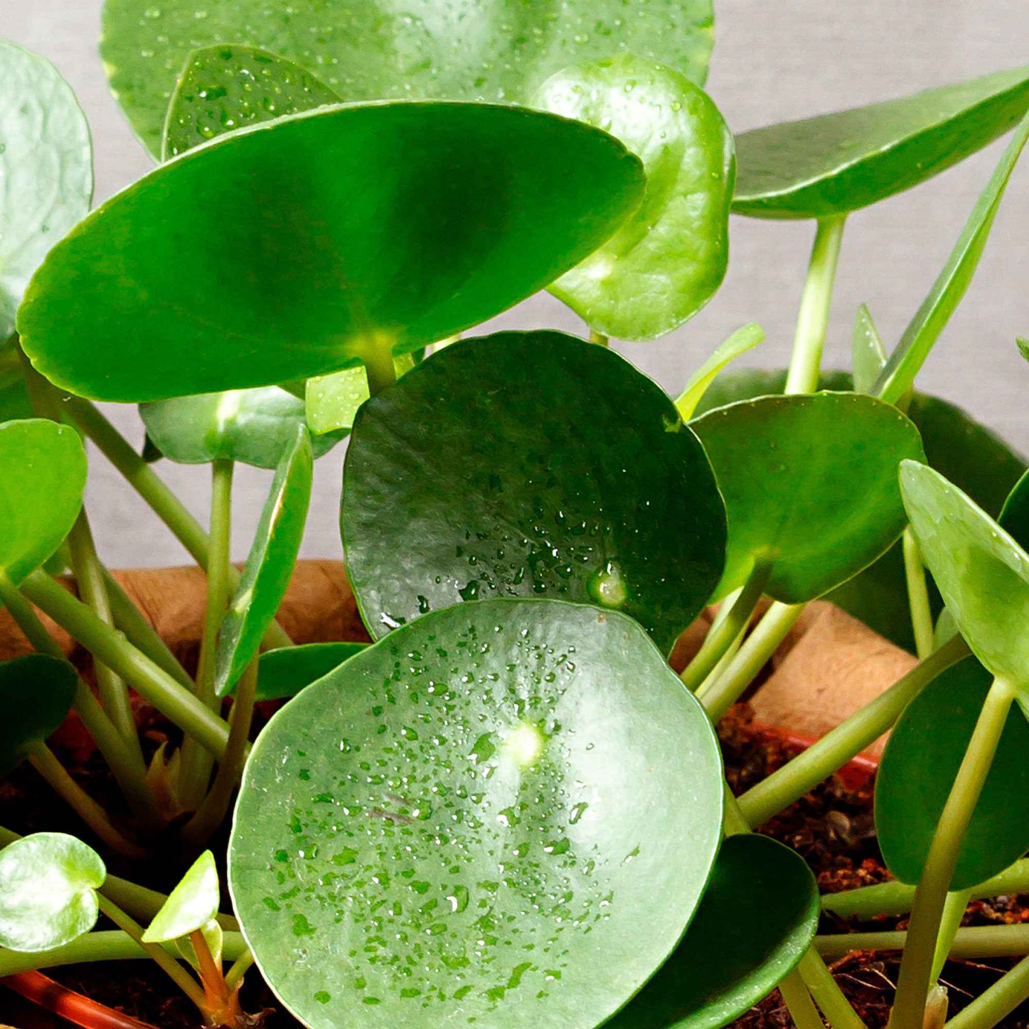 Pilea peperomioides - Image 3