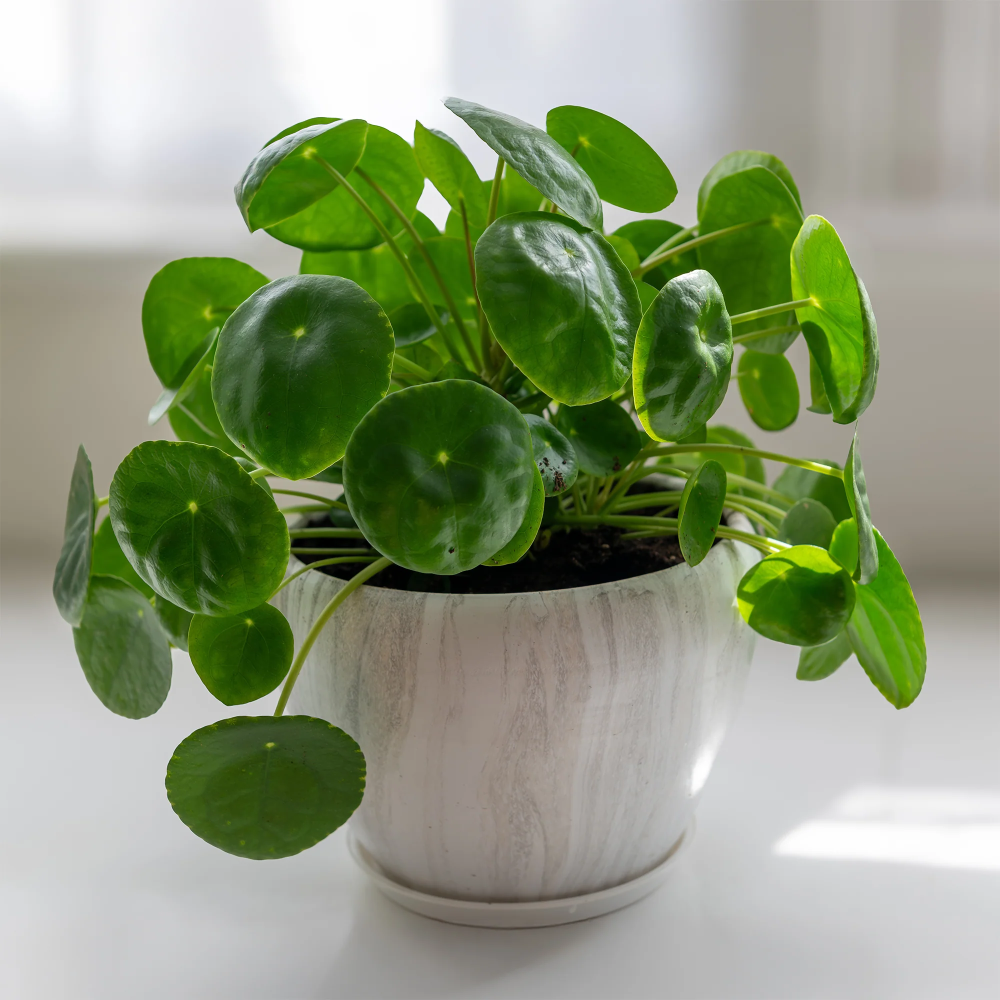 Pilea peperomioides - Image 6