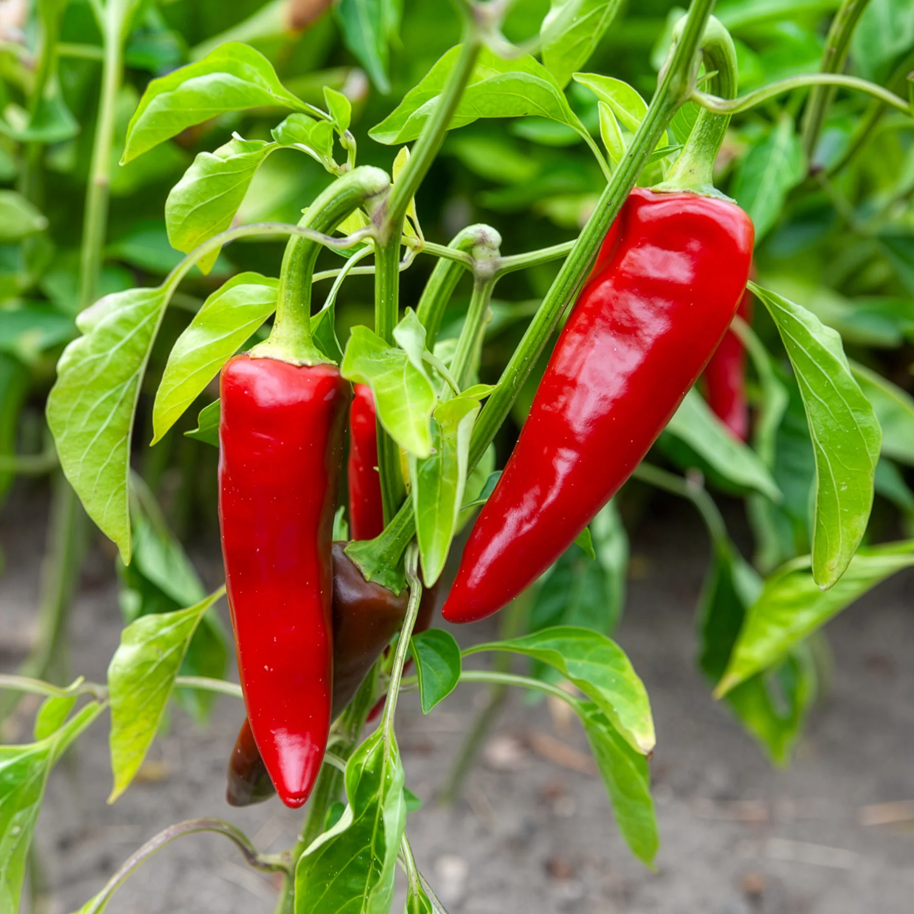 Piment d'Espelette - Gorria - Image 2