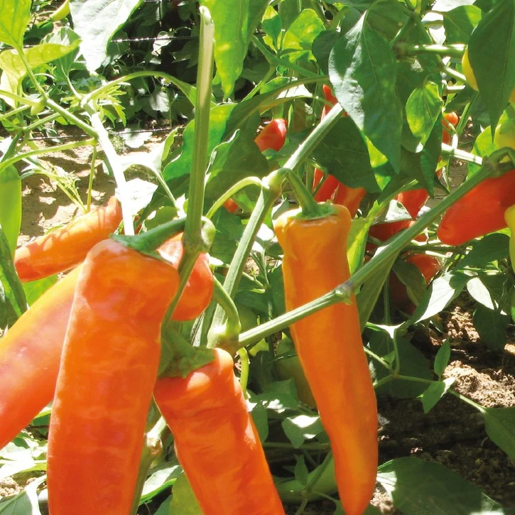Piment Hungarian yellow hot wax Bio