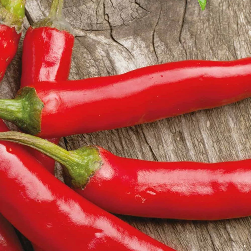 Piment Westlandse lange rode Bio - Image 2