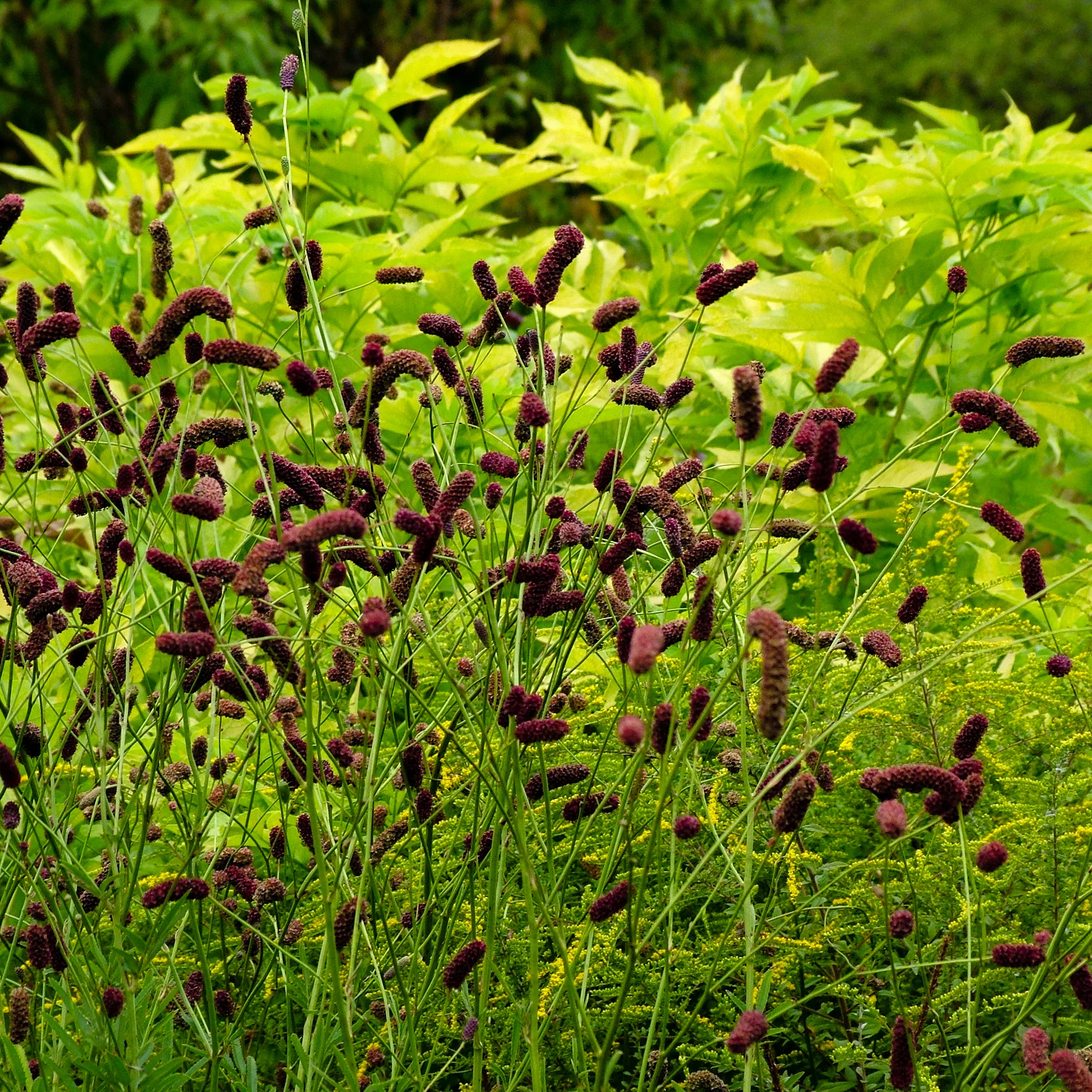 Pimprenelle à fines feuilles pourpre - Sanguisorbe - Image 2