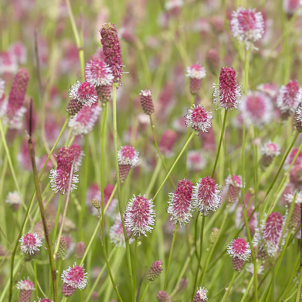 Pimprenelle officinale Pink Tanna Grande Pimprenelle Pink Tanna - Image 2