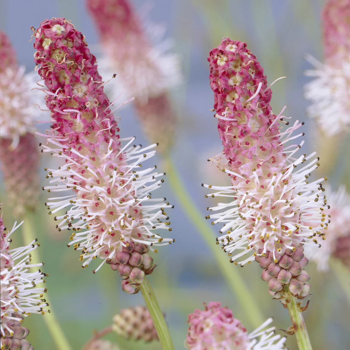 Pimprenelle officinale Pink Tanna Grande Pimprenelle Pink Tanna - Image 3
