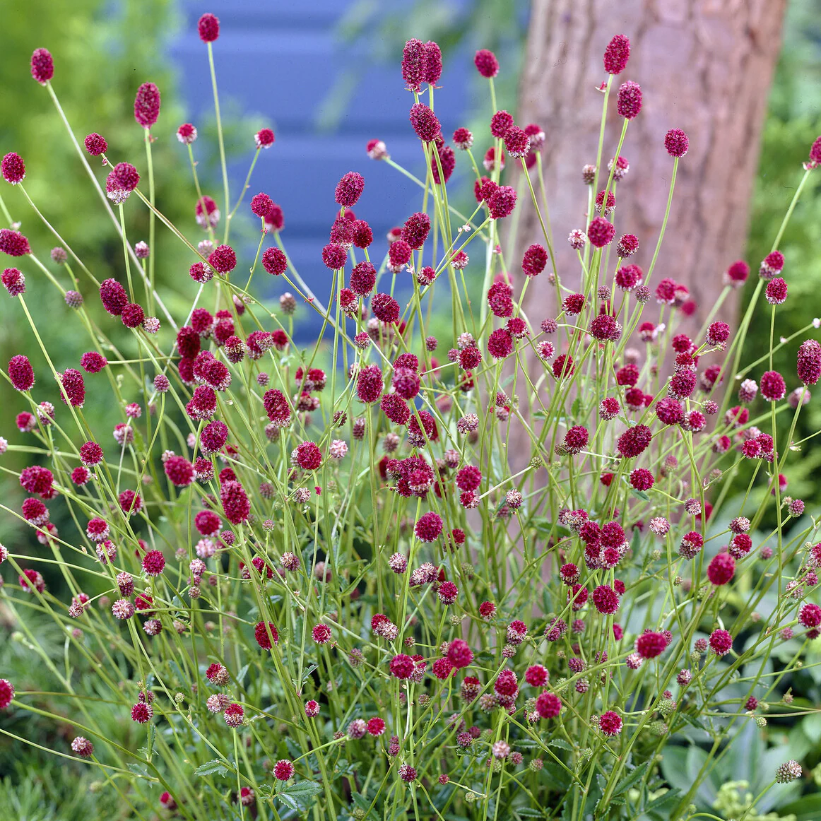 Pimprenelle officinale Tanna - Image 2