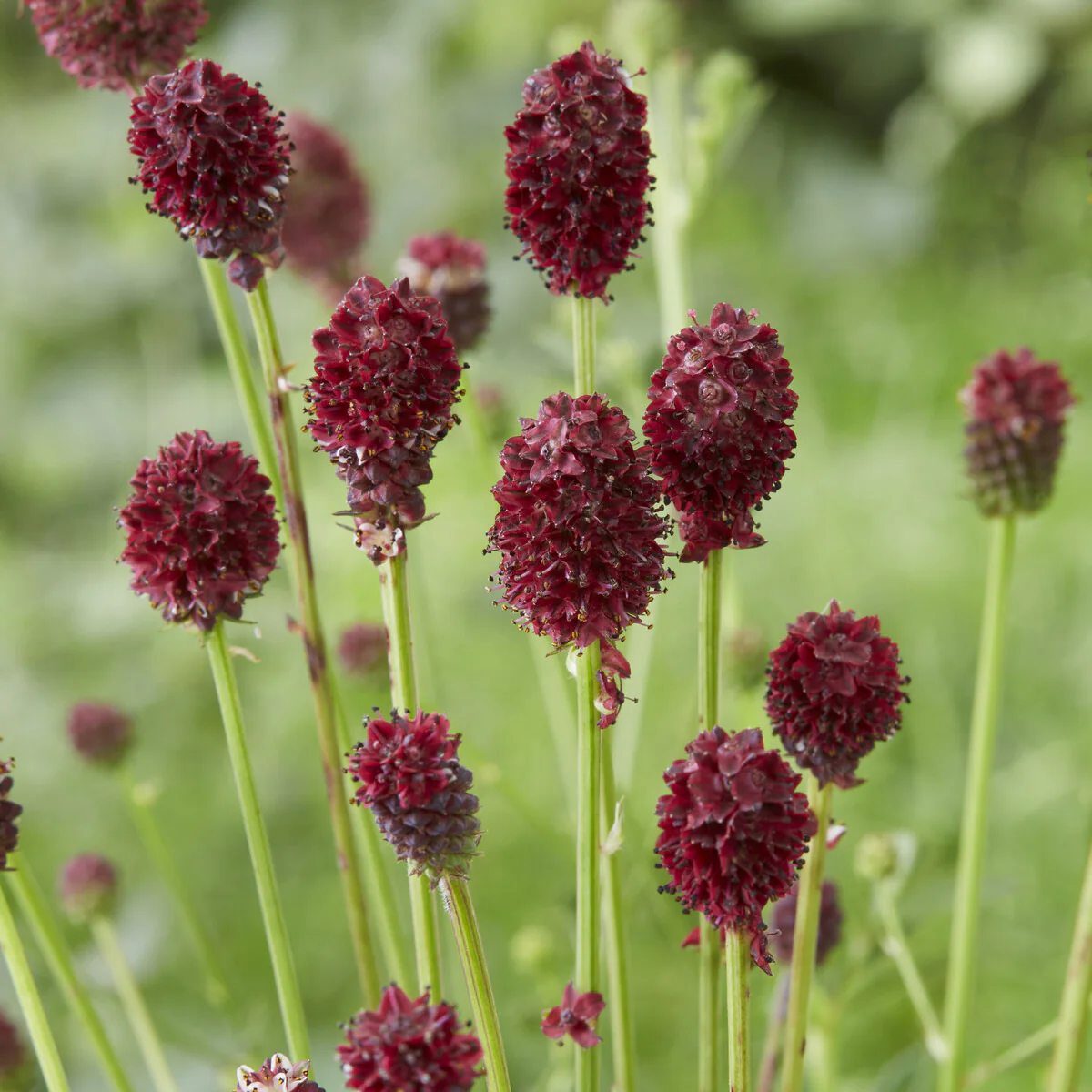 Pimprenelle officinale Tanna - Image 3