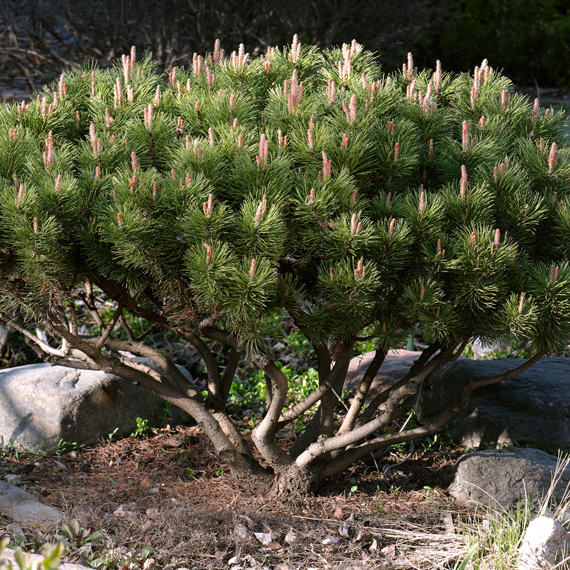 Pin des montagnes - Image 2