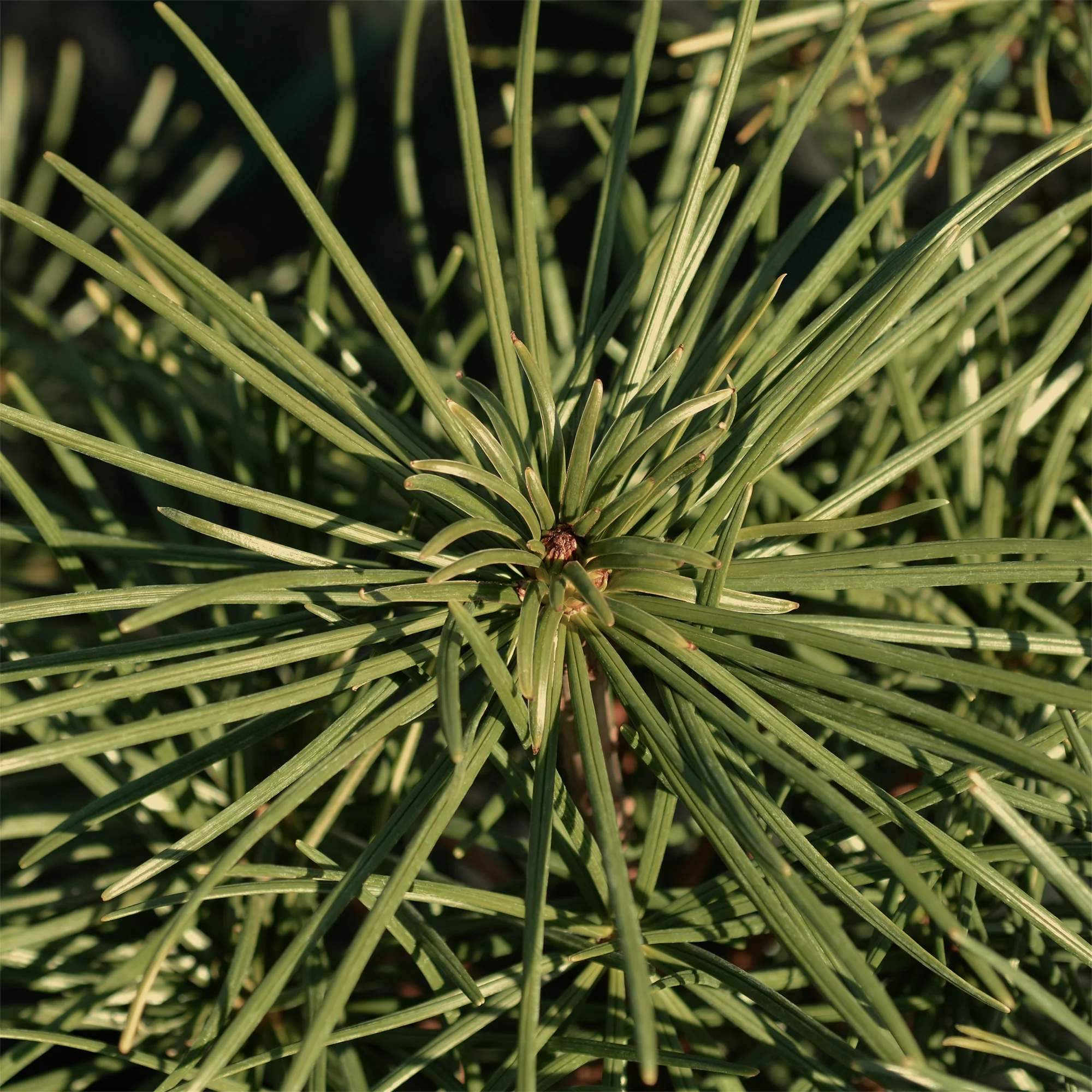 Pin parasol - Image 5