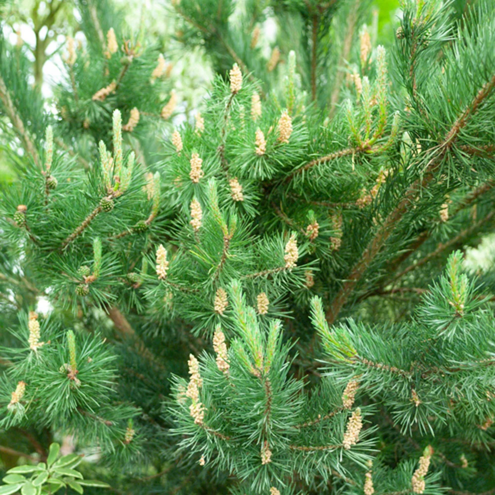 Pin sylvestre - Image 3