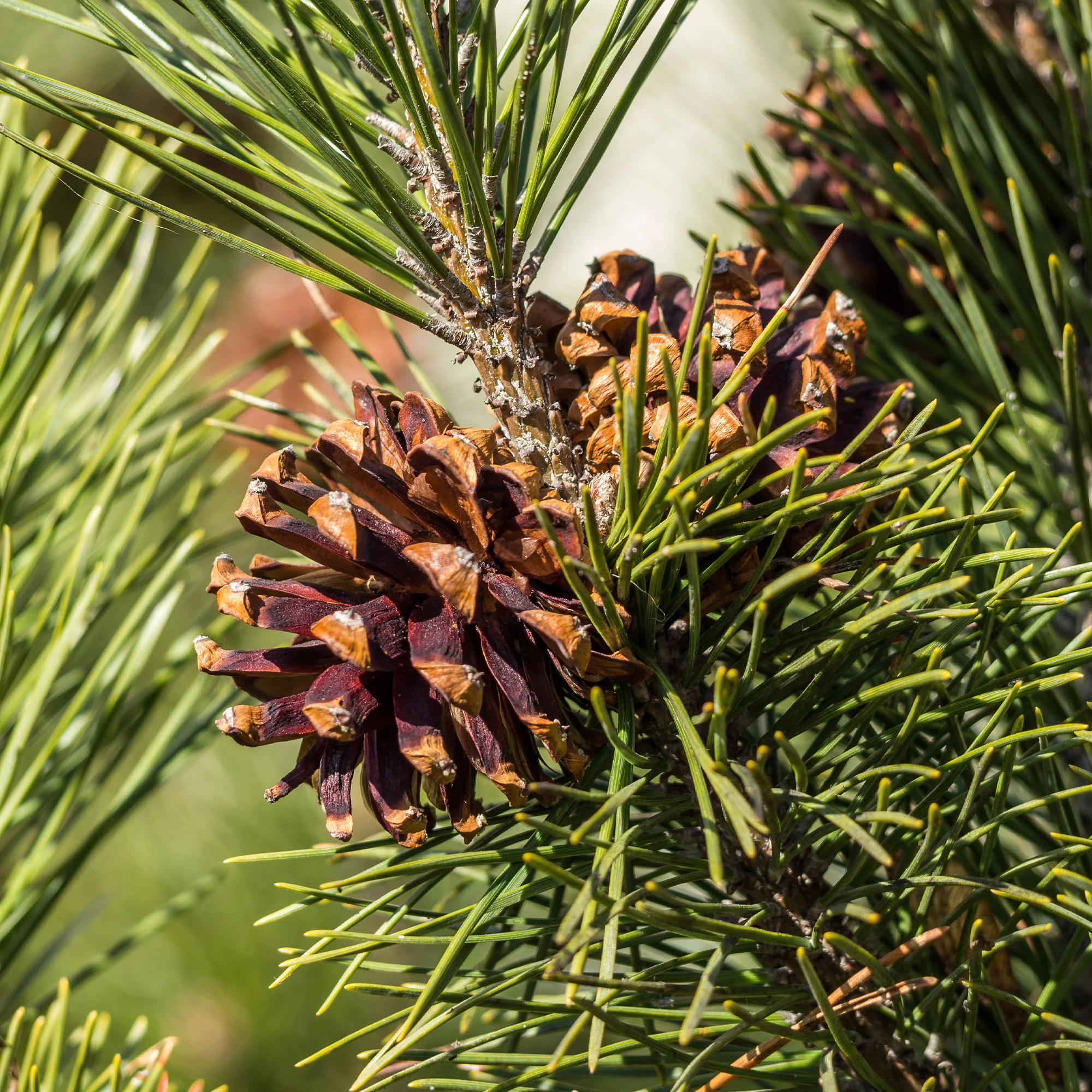 Pin sylvestre - Image 5