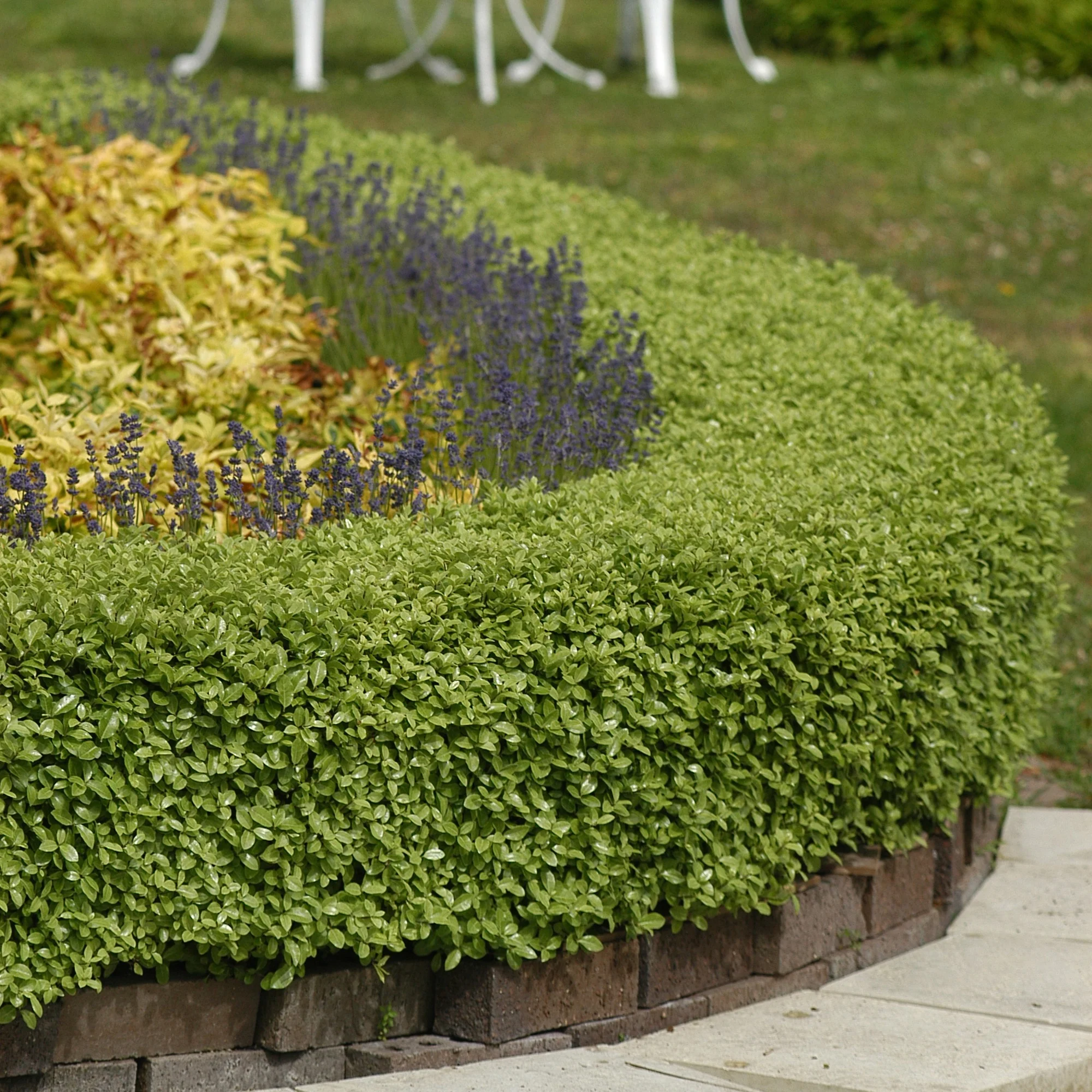 Pittosporum Golf Ball