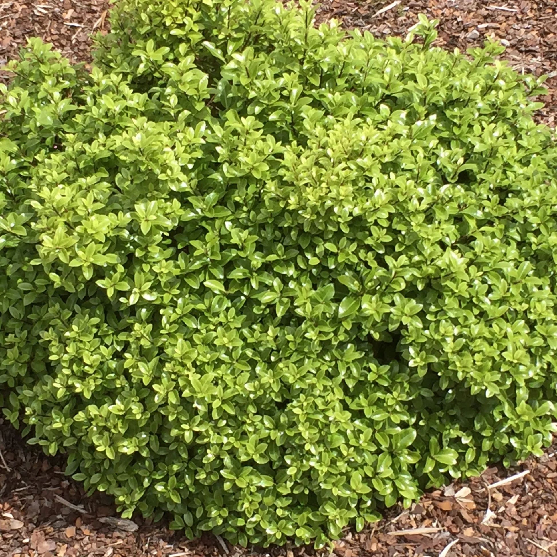 Pittosporum Golf Ball - Image 2