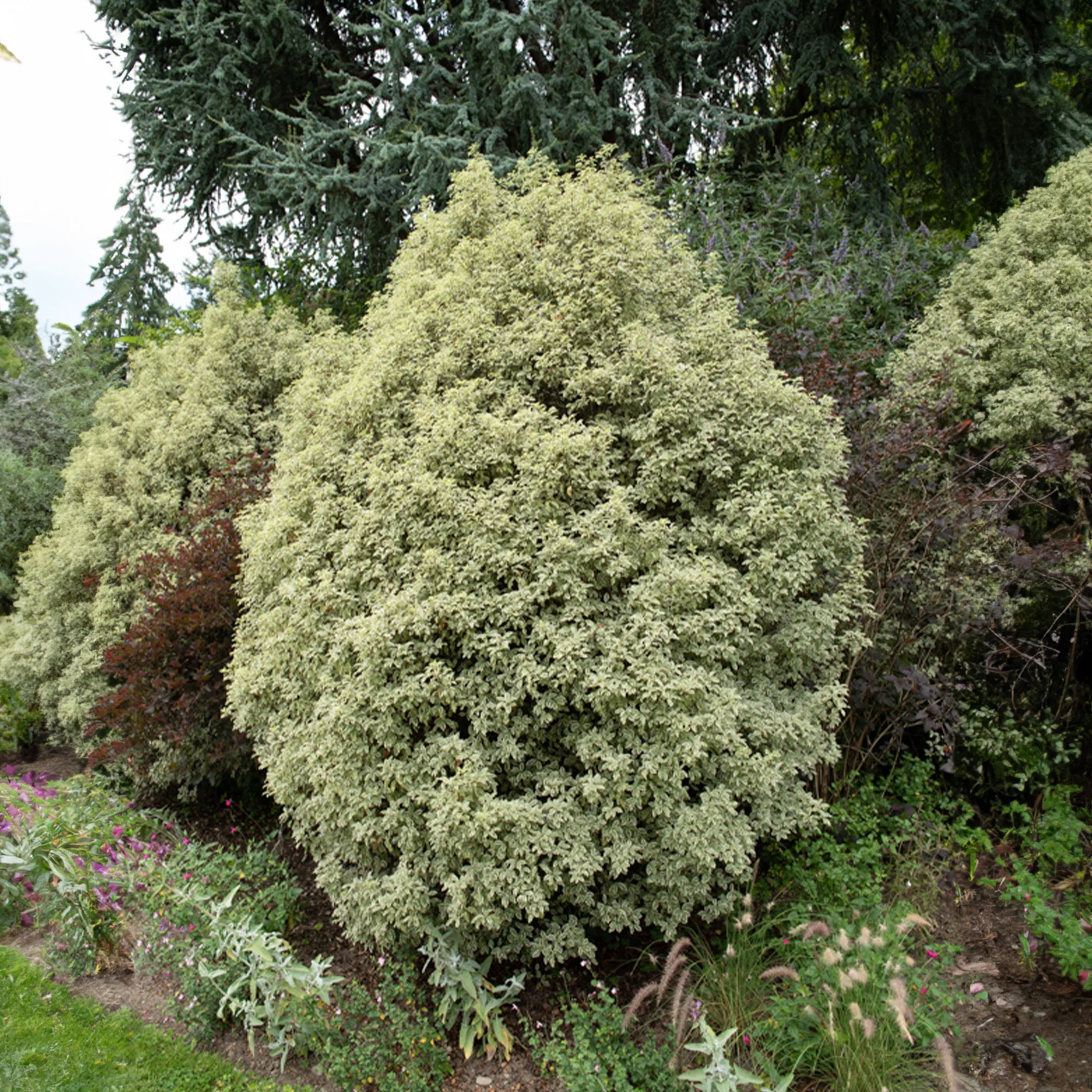 Pittosporum tenuifolium variegatum