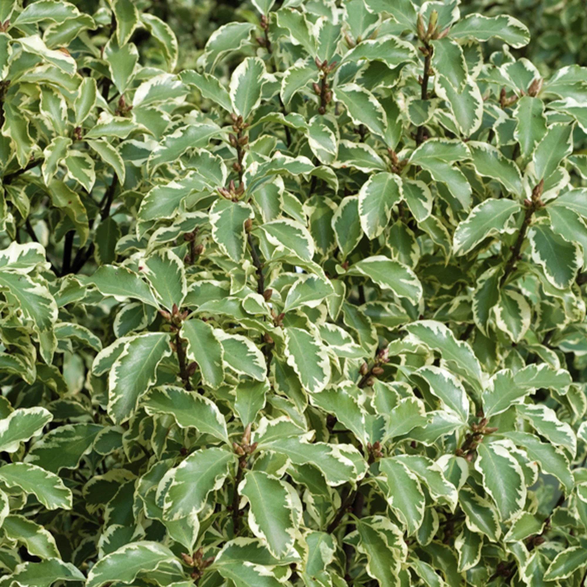 Pittosporum tenuifolium variegatum - Image 2