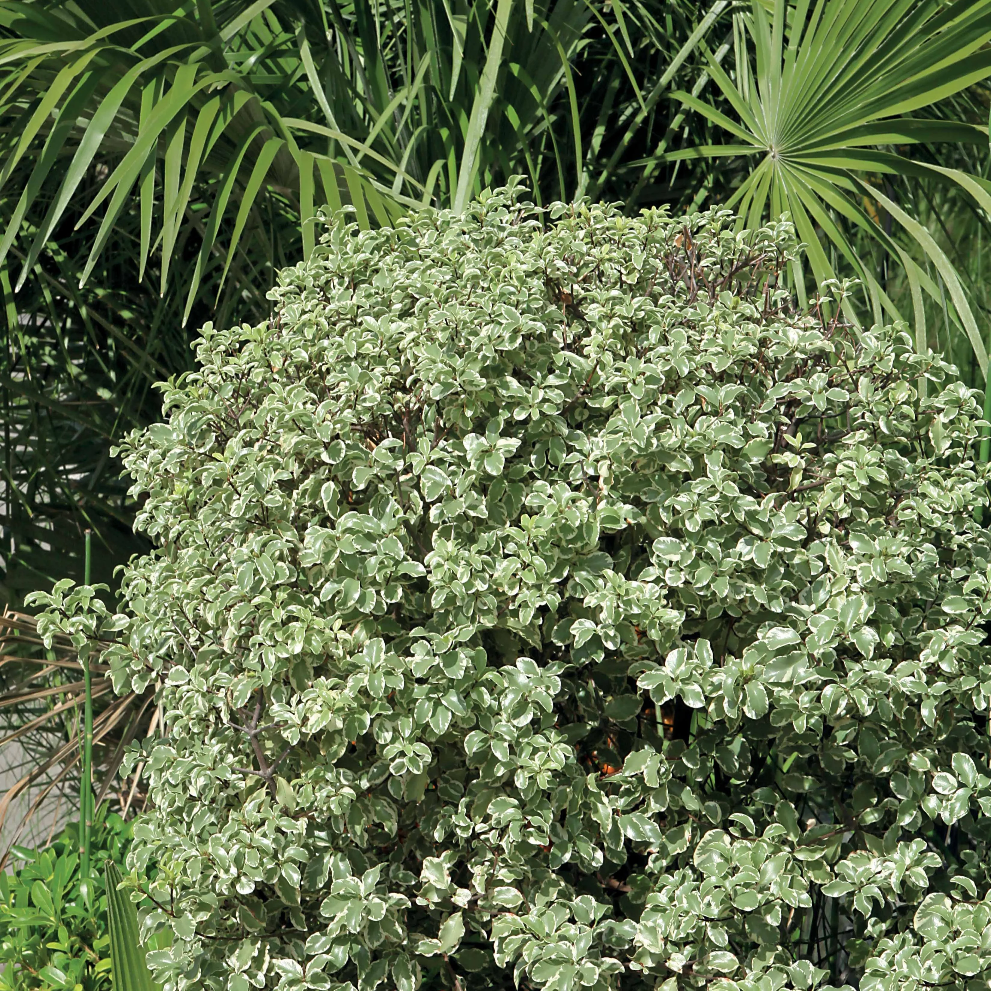 Pittosporum tenuifolium variegatum - Image 3