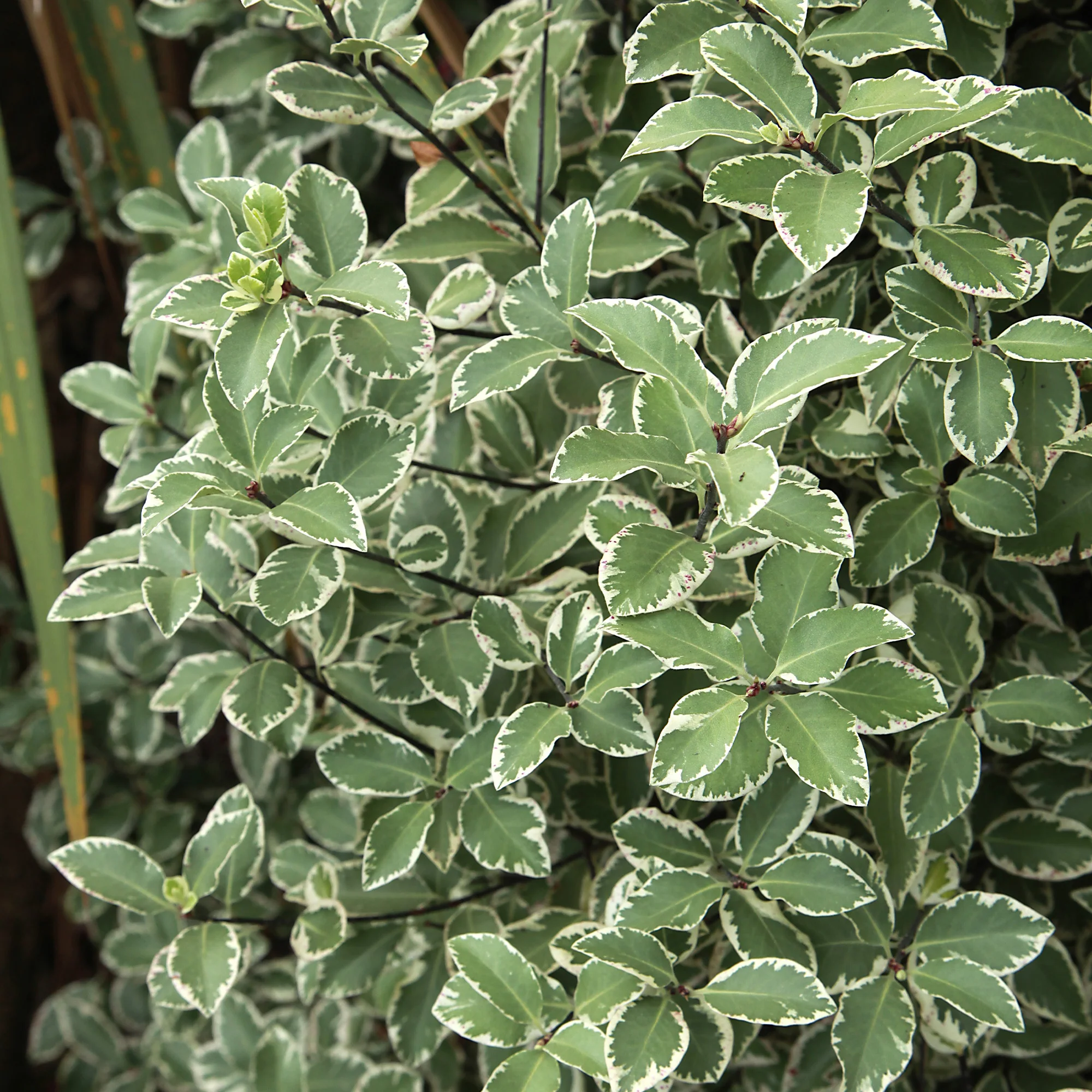 Pittosporum tenuifolium variegatum - Image 4