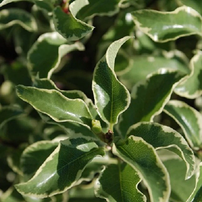 Pittosporum tenuifolium variegatum - Image 5