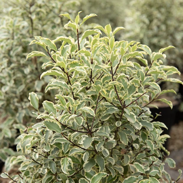 Pittosporum tenuifolium variegatum - Image 6