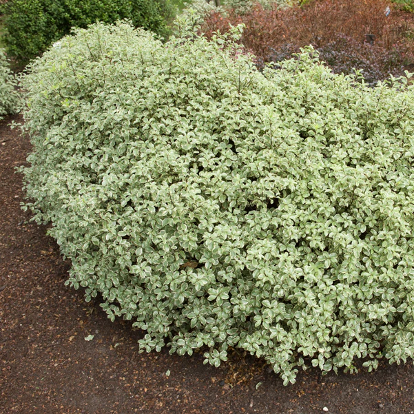 Pittosporum tenuifolium variegatum - Image 7