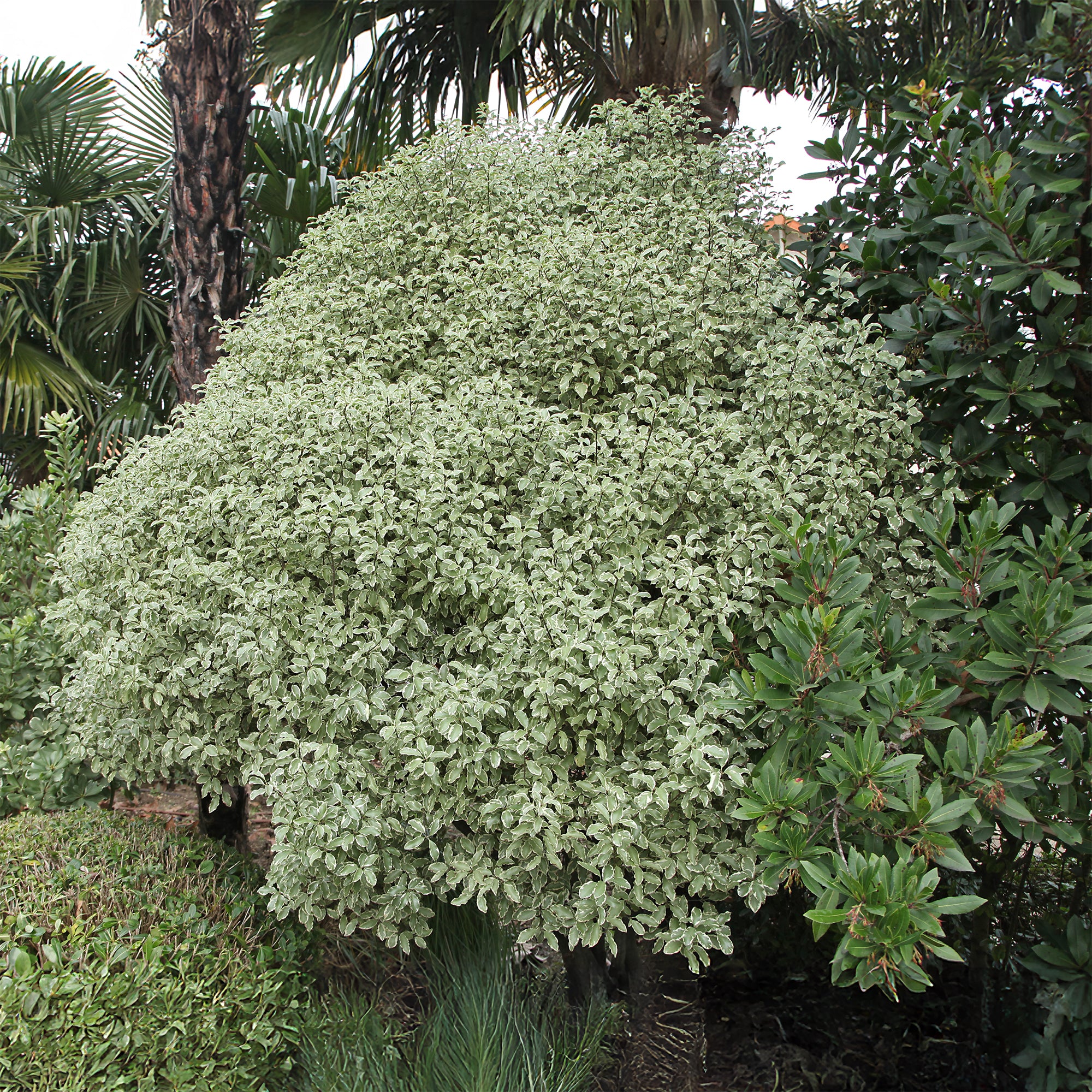 Pittosporum tenuifolium variegatum - Image 8