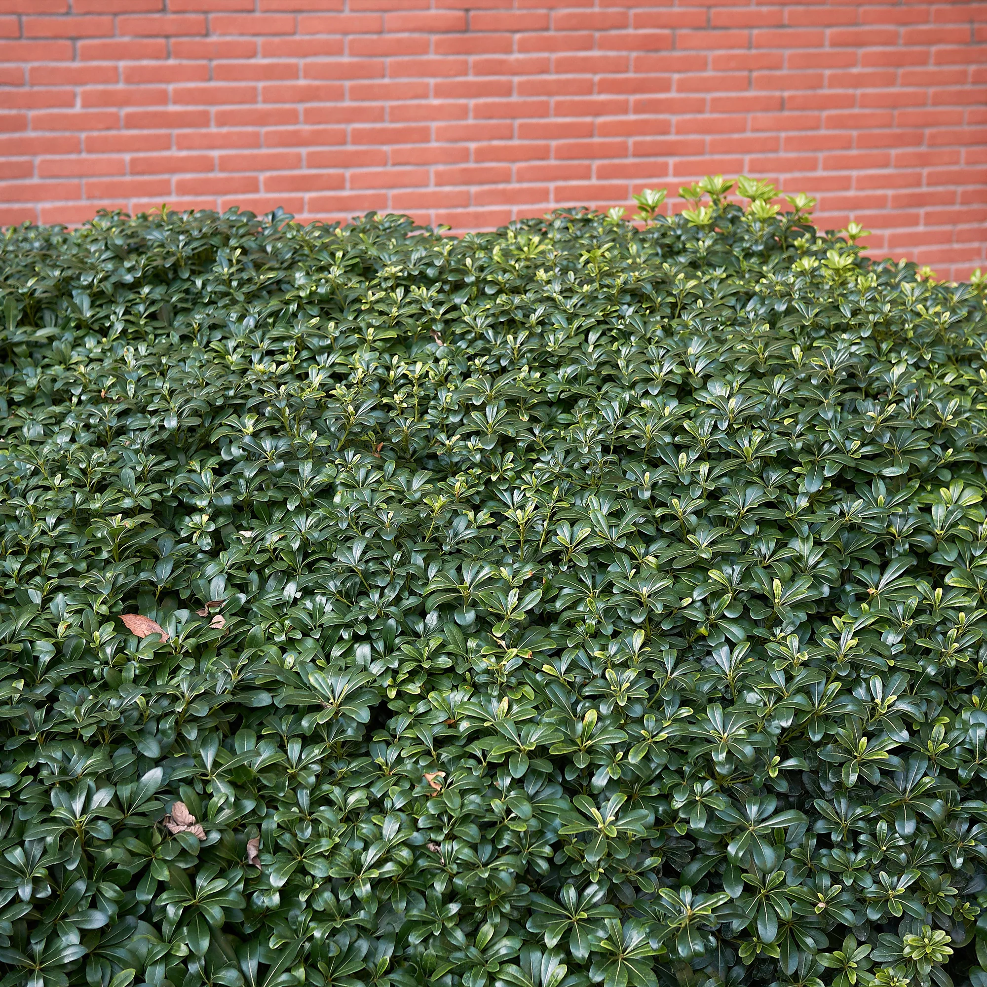 Pittosporum tobira - Image 2