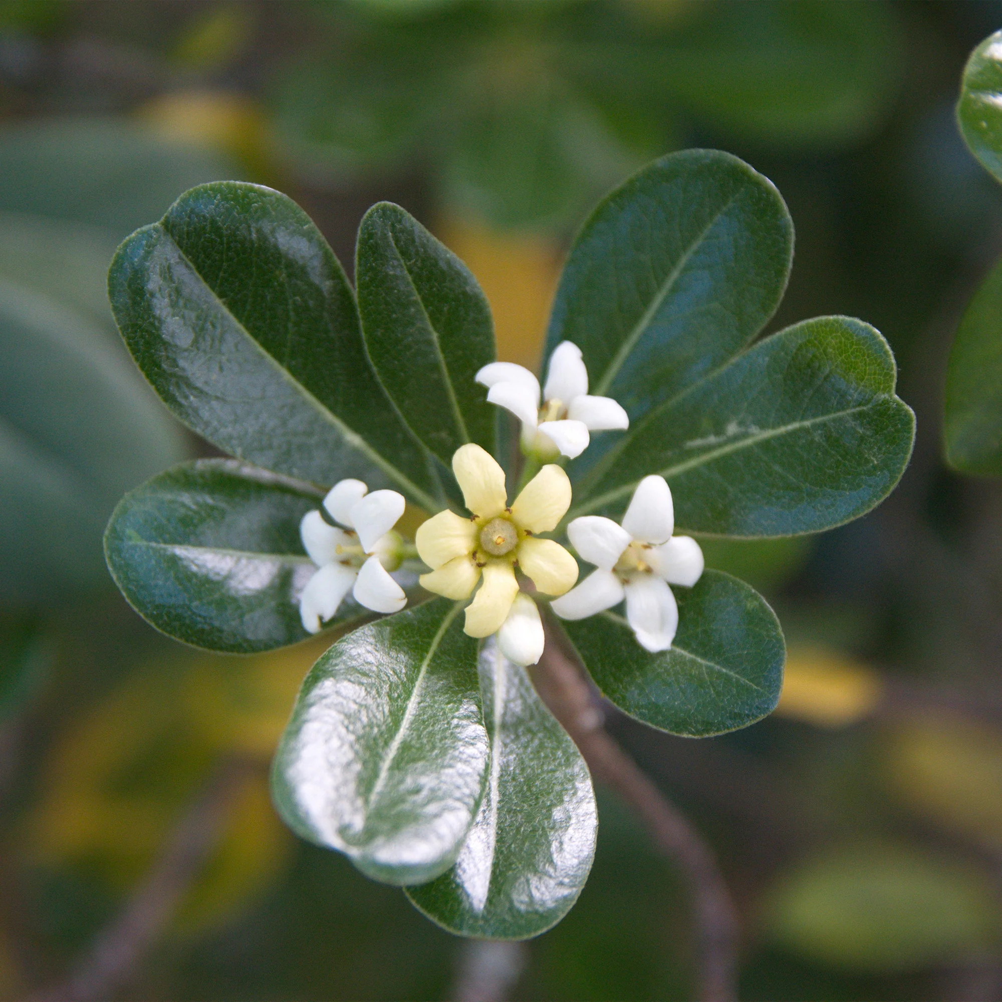 Pittosporum tobira - Image 3