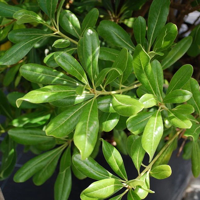 Pittosporum tobira - Image 4