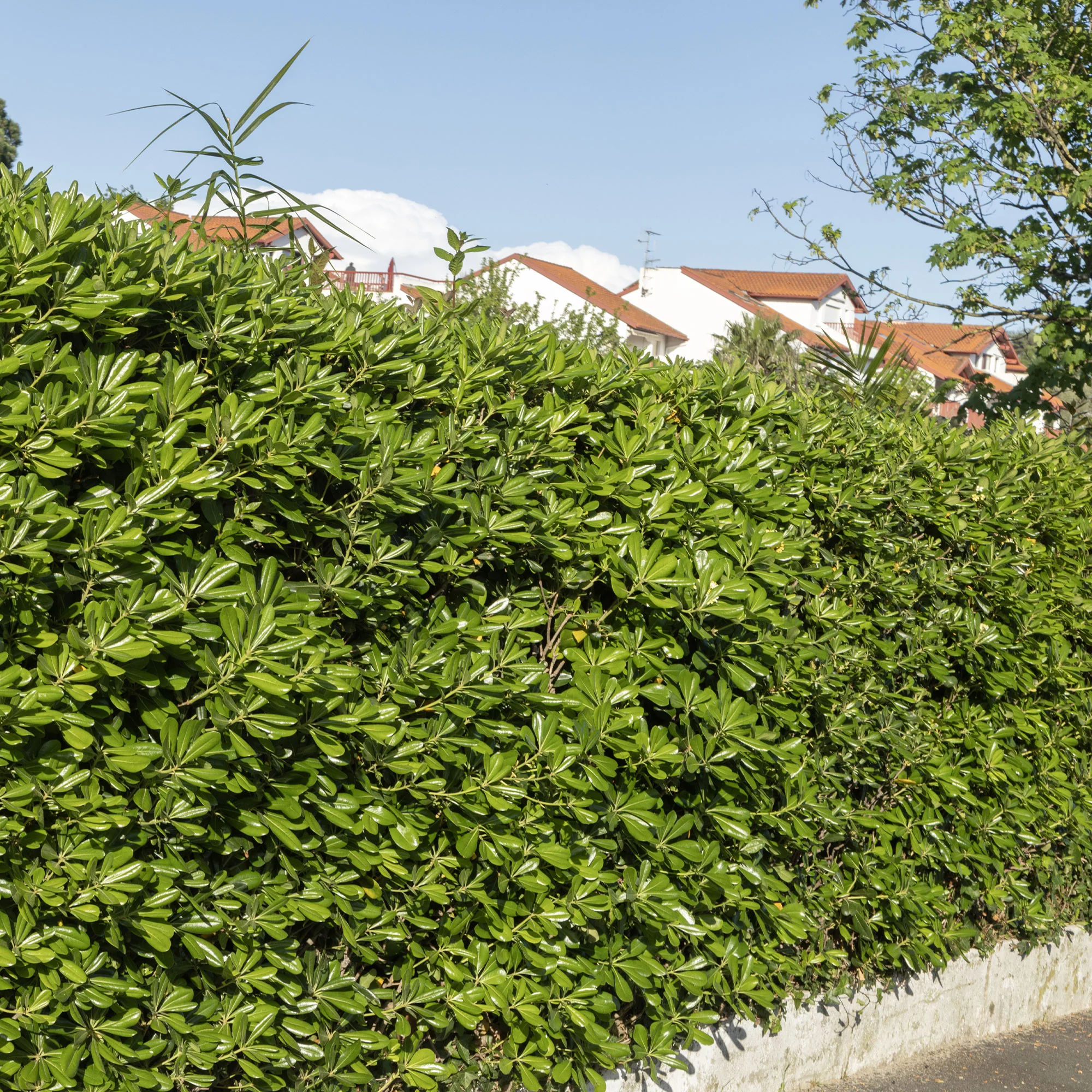 Pittosporum tobira - Image 5