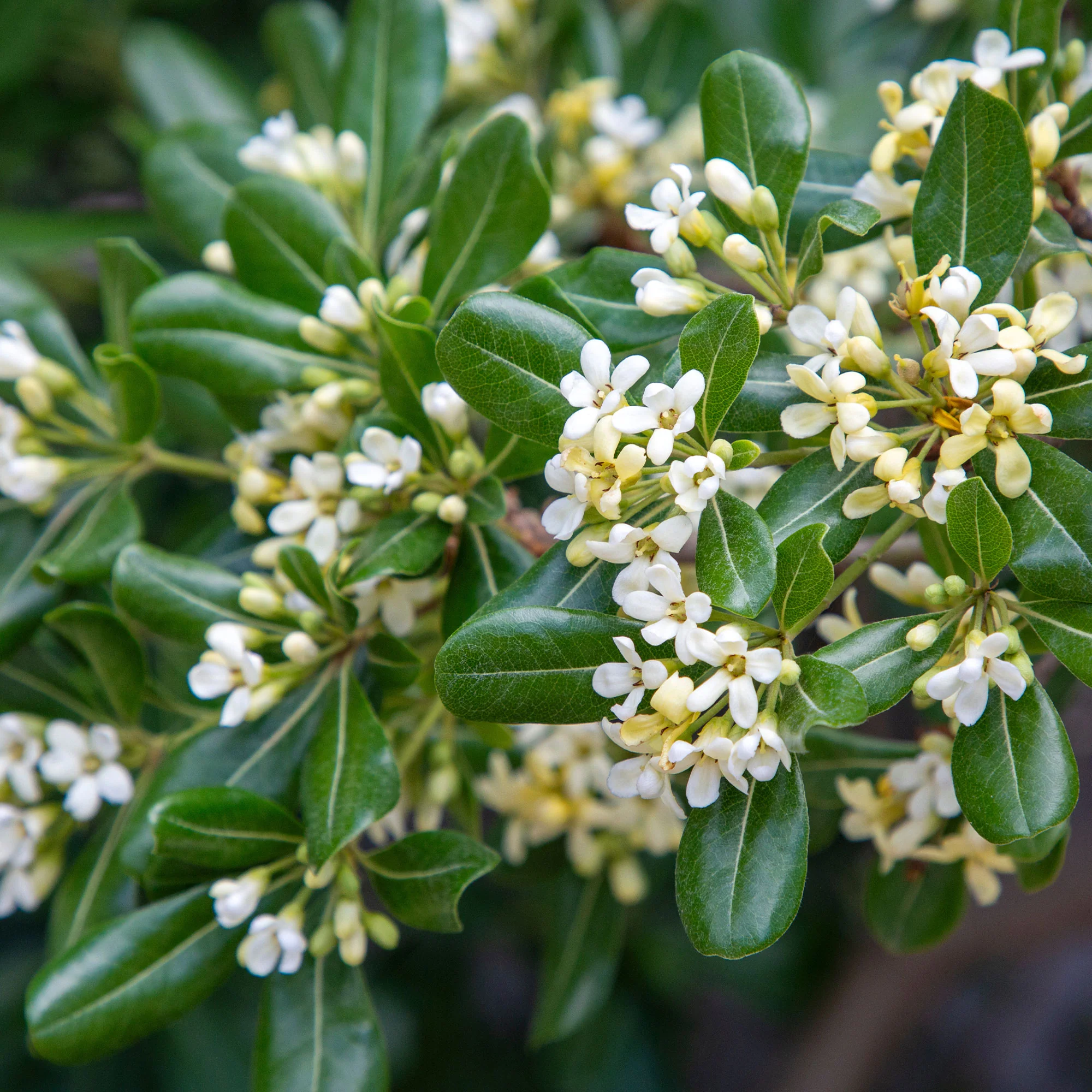 Pittosporum tobira - Image 6