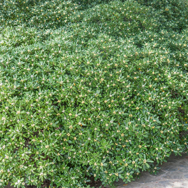 Pittosporum tobira - Image 7